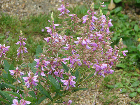 A close-up of a purple flower.